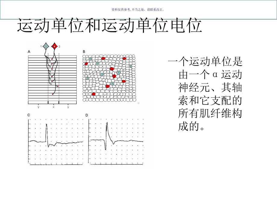 临床神经电生理诊断技术和应用课件.ppt_第3页