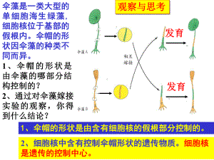 初中生物精选专题九生物的遗传和变异课件.ppt