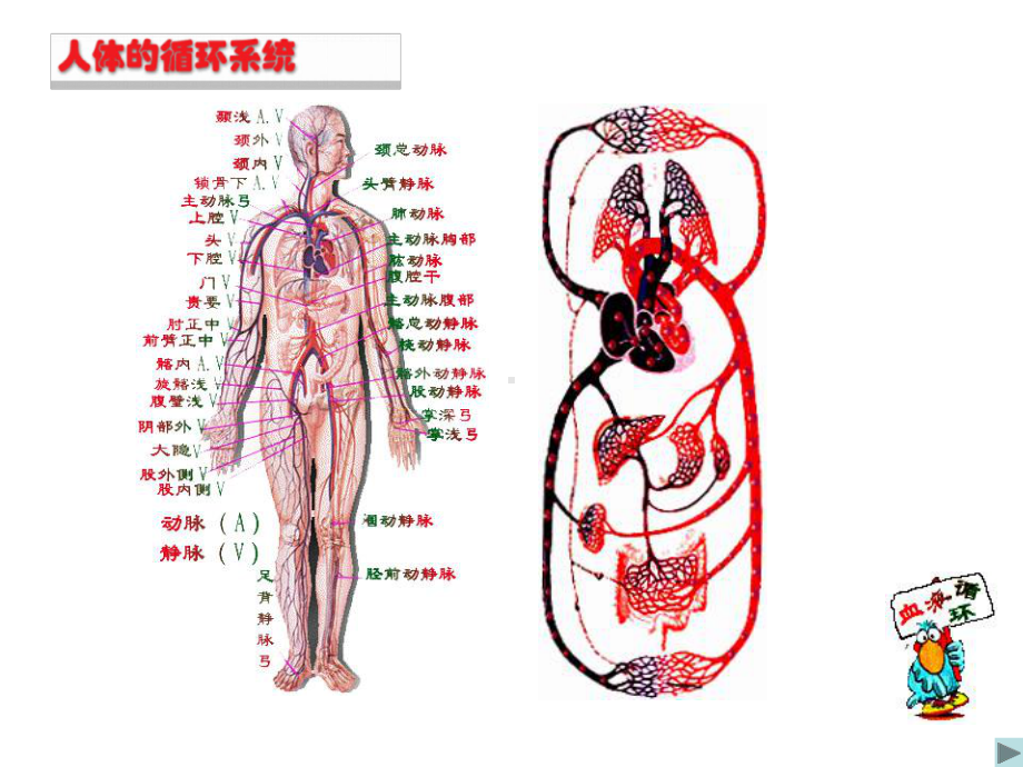 人体内物质运输的载体-血液课件.ppt_第3页