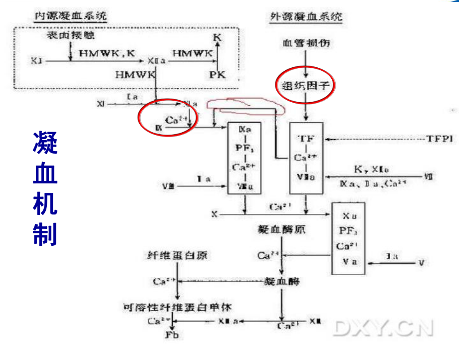 凝血功能检测方法与临床意义PPT课件.ppt_第3页