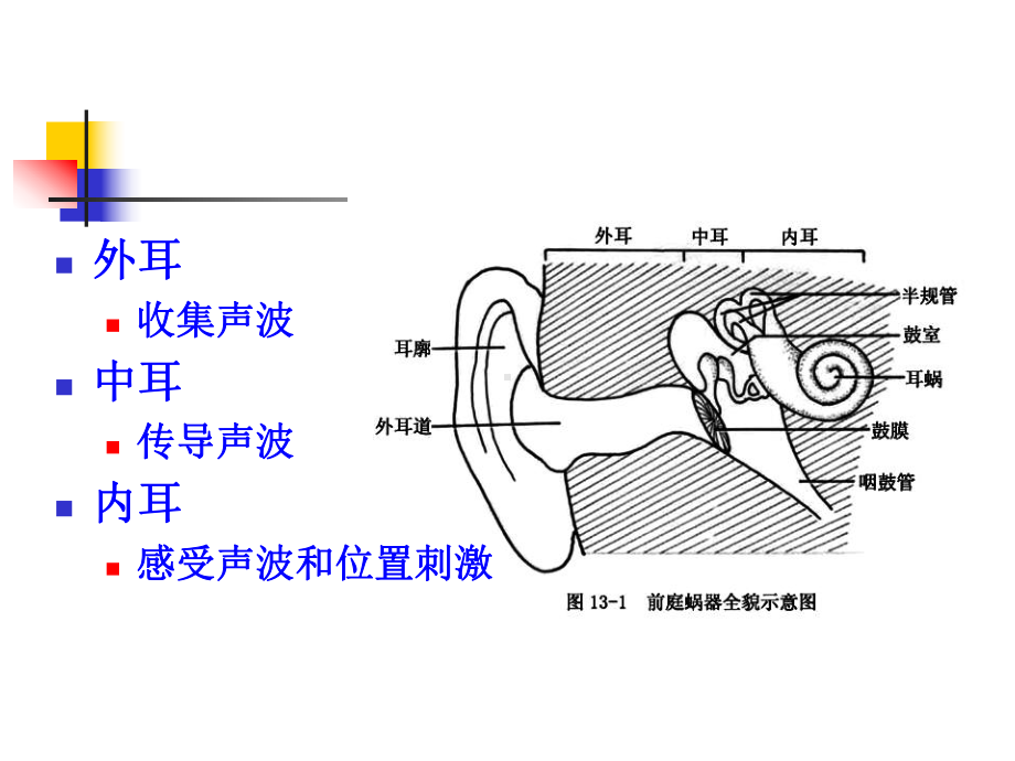 前庭蜗器解剖知识课件.ppt_第3页