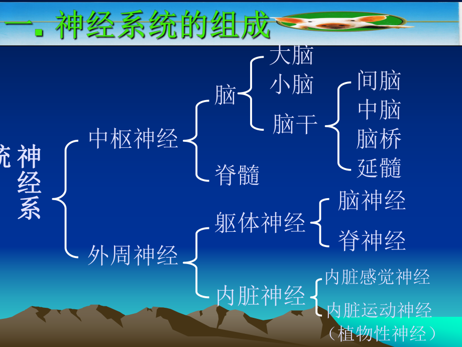 动物解剖神经系统课件.ppt_第2页