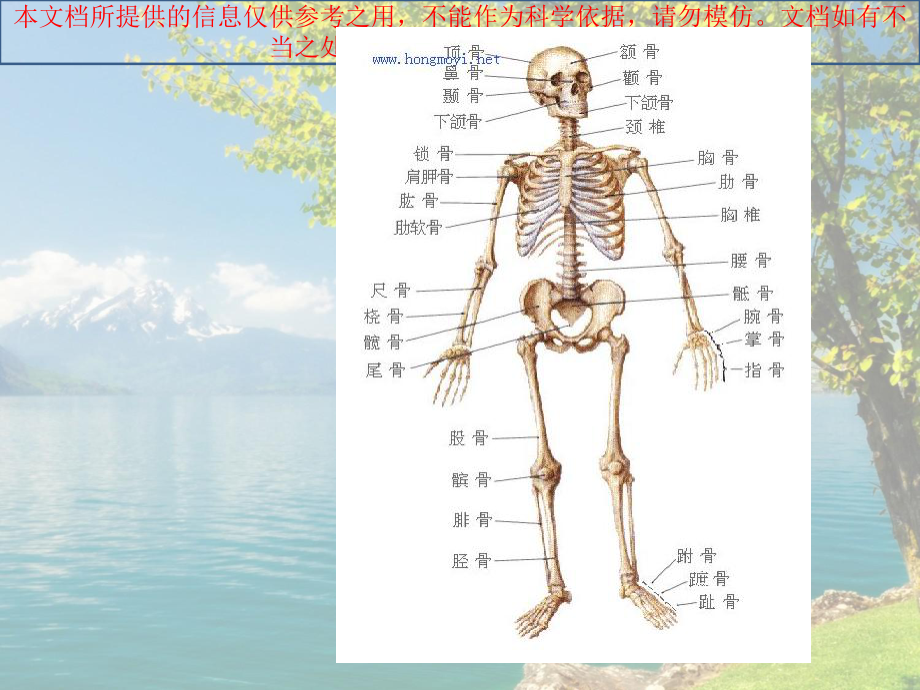 人体骨骼简述培训课件.ppt_第1页