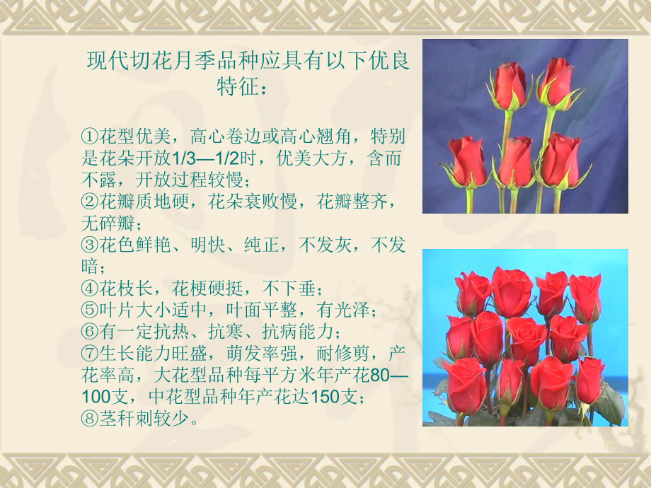 切花月季PPT课件.ppt_第3页