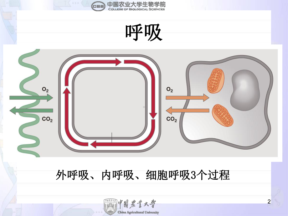 动物生物学-动物生理：6-呼吸课件.ppt_第2页