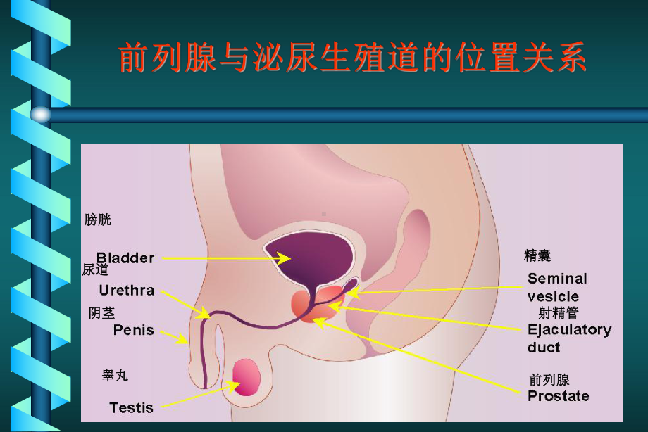 前列腺癌的诊断和治疗课件.ppt_第1页