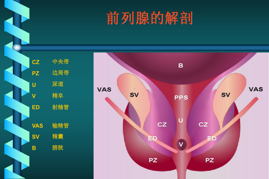 前列腺癌的诊断和治疗课件.ppt_第2页