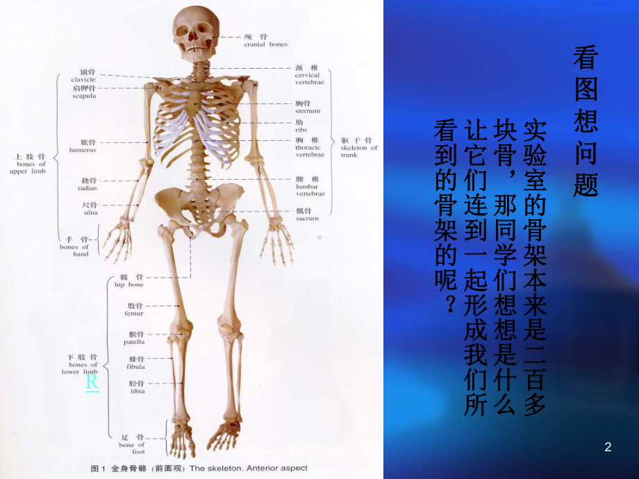 关节肌学概述课件.pptx_第2页