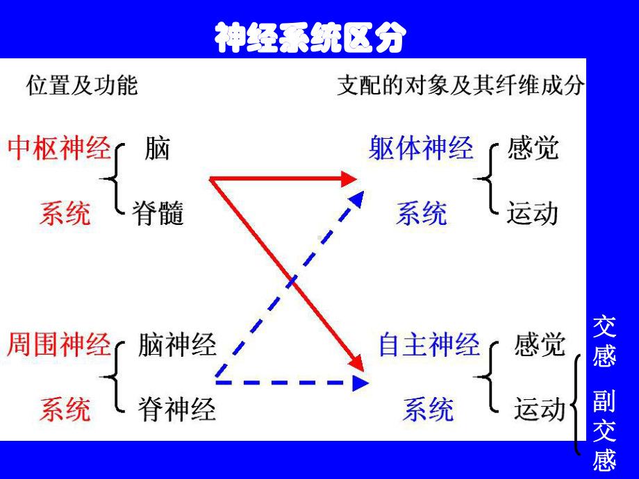 人体其他系统基本知识神经系统-PPT课件.ppt_第3页