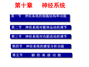 人体及动物生理学第六章-神经系统课件.ppt