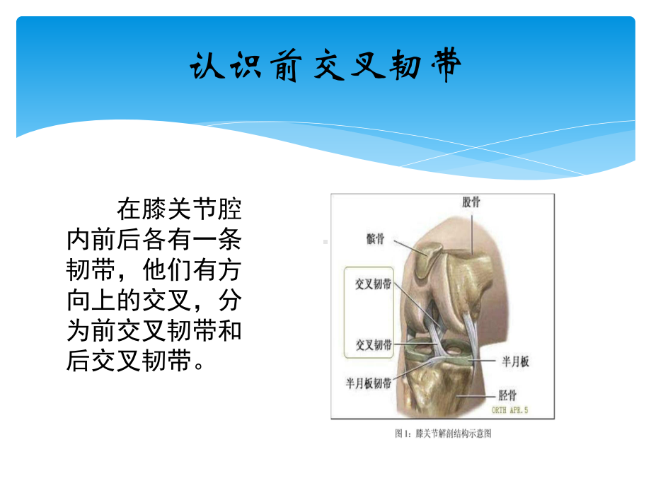 前交叉韧带损伤的教学查房课件.pptx_第3页