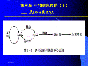 分子生物学-第三章-生物信息传递(上)-PPT课件.ppt