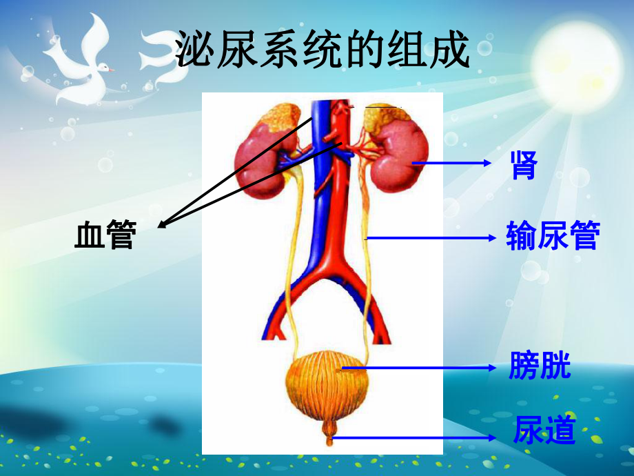 人体代谢废物的排出课件.ppt_第3页