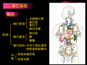 人体淋巴系统ppt课件.ppt