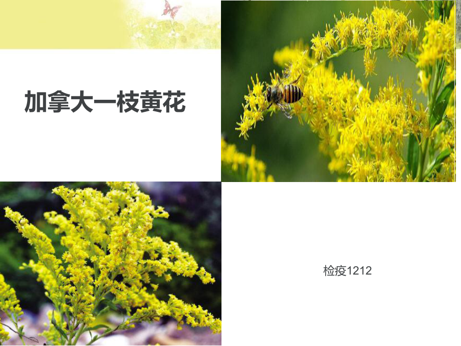 加拿大一枝黄花资料课件.ppt_第1页