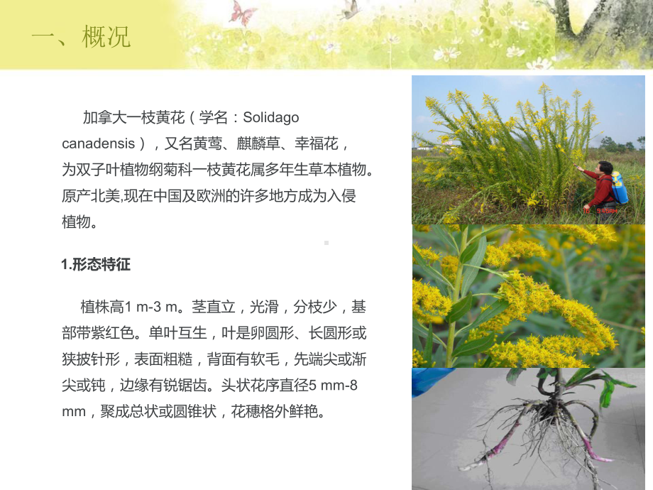 加拿大一枝黄花资料课件.ppt_第3页