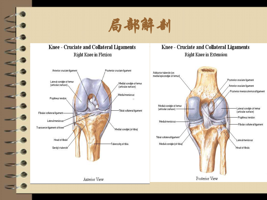 交叉韧带损伤的护理课件.ppt_第2页