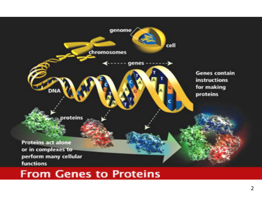 分子生物学分子克隆技术PPT课件.ppt_第2页