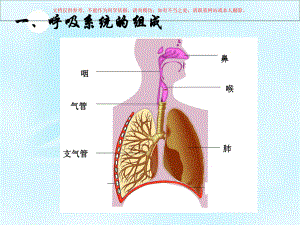 人体的呼吸运动课件.ppt