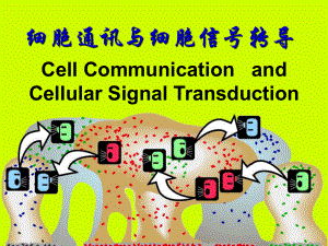 分子生物学9-细胞通信-PPT课件.ppt