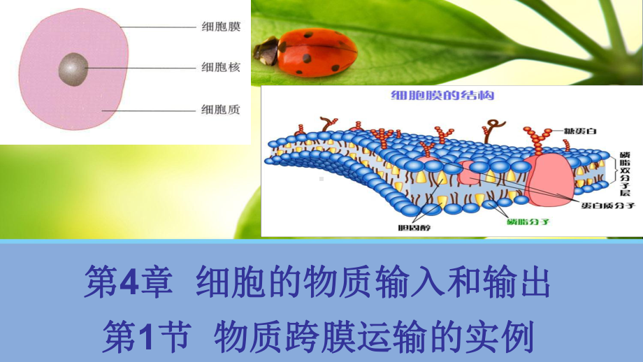 公开课-物质跨膜运输的实例-优秀-完整PPT课件.ppt_第1页