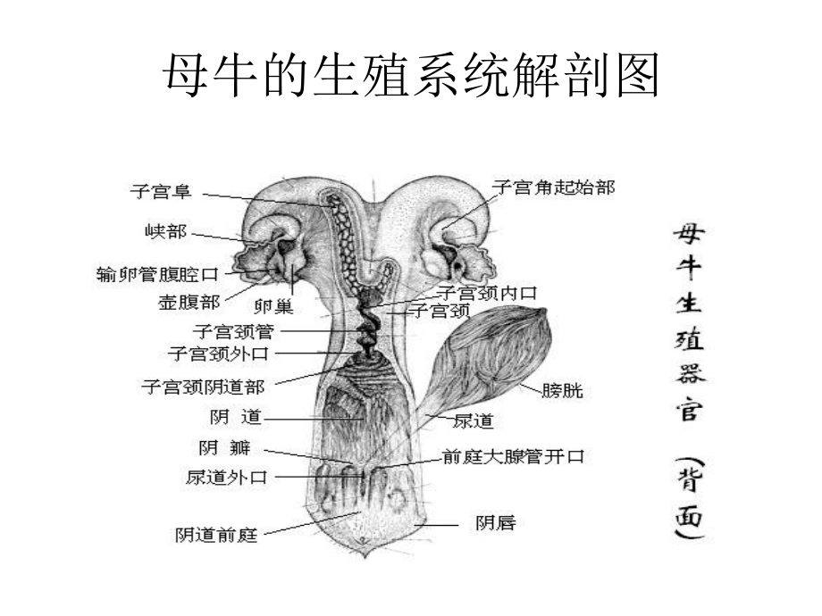 发情鉴定和控制专题培训课件.ppt_第1页