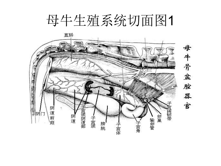 发情鉴定和控制专题培训课件.ppt_第2页