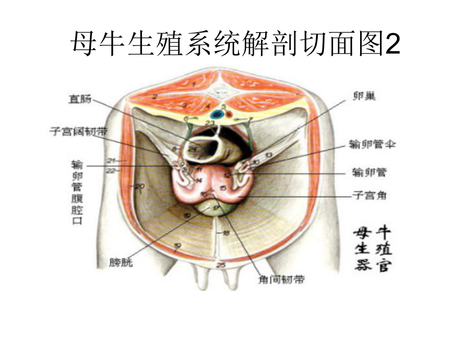 发情鉴定和控制专题培训课件.ppt_第3页