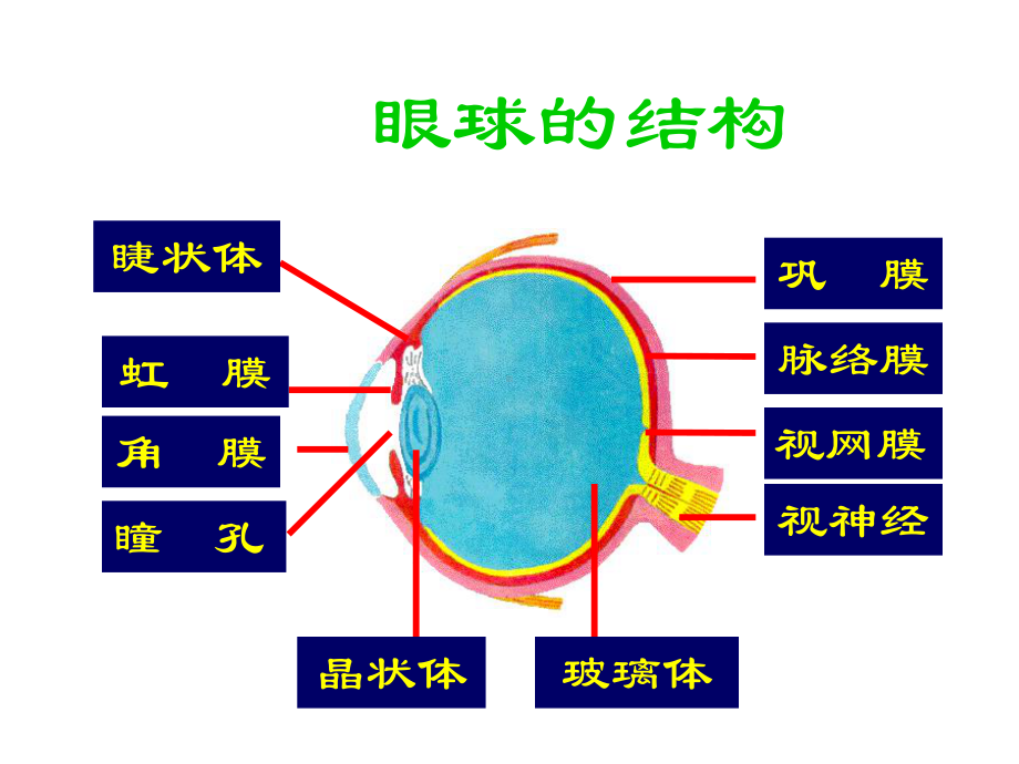 幼儿园眼保健讲课PPT培训课件.ppt_第3页