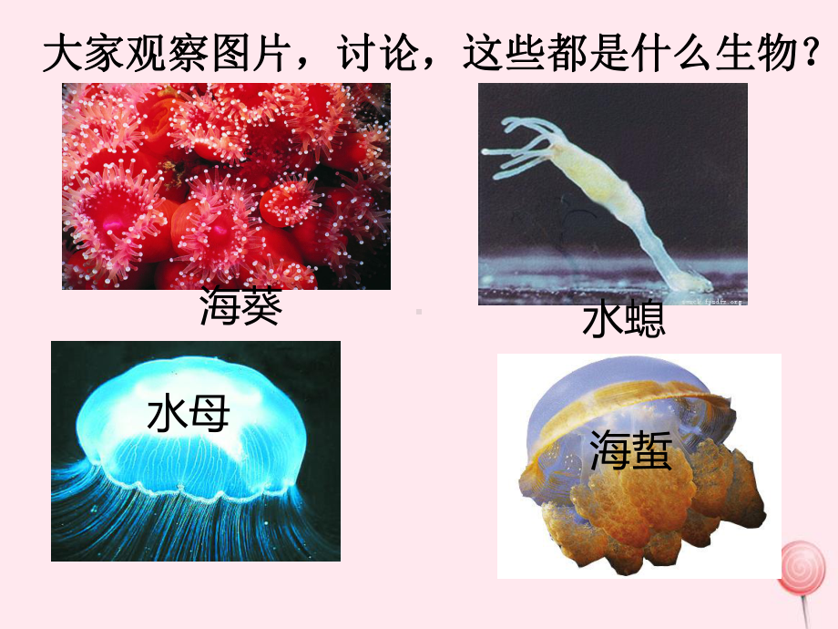 八年级生物上册第五单元生物圈中的其他生物第一章动物的主要类群第一节腔肠动物和扁形动物课件新人教版.pptx_第2页