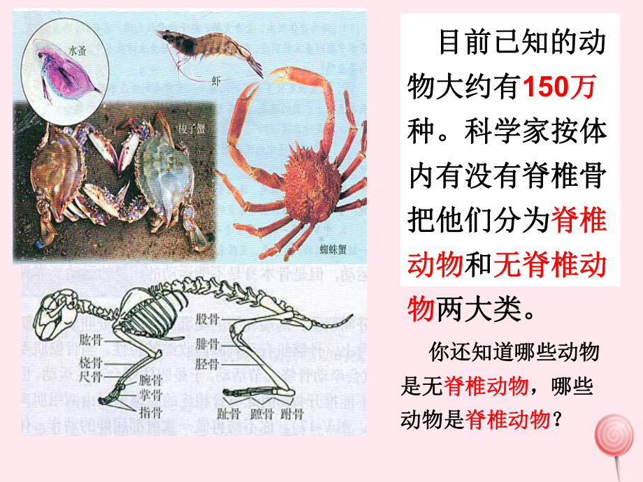 八年级生物上册第五单元生物圈中的其他生物第一章动物的主要类群第一节腔肠动物和扁形动物课件新人教版.pptx_第3页