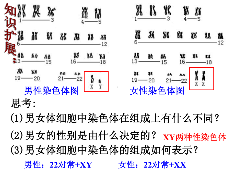 人教版高中生物必修二2.3《伴性遗传》课件(共51张PPT).ppt_第2页