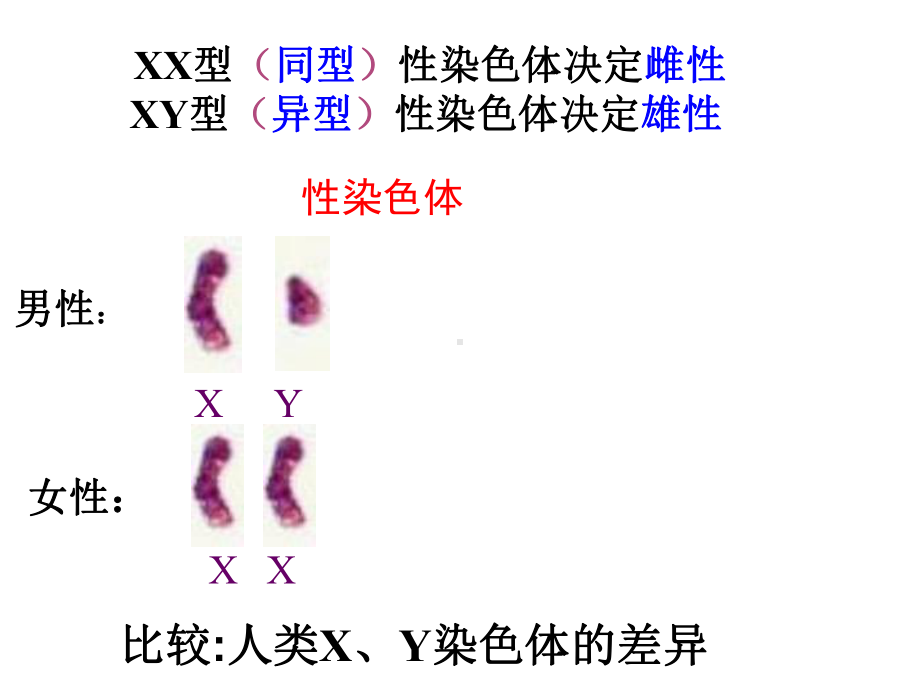 人教版高中生物必修二2.3《伴性遗传》课件(共51张PPT).ppt_第3页