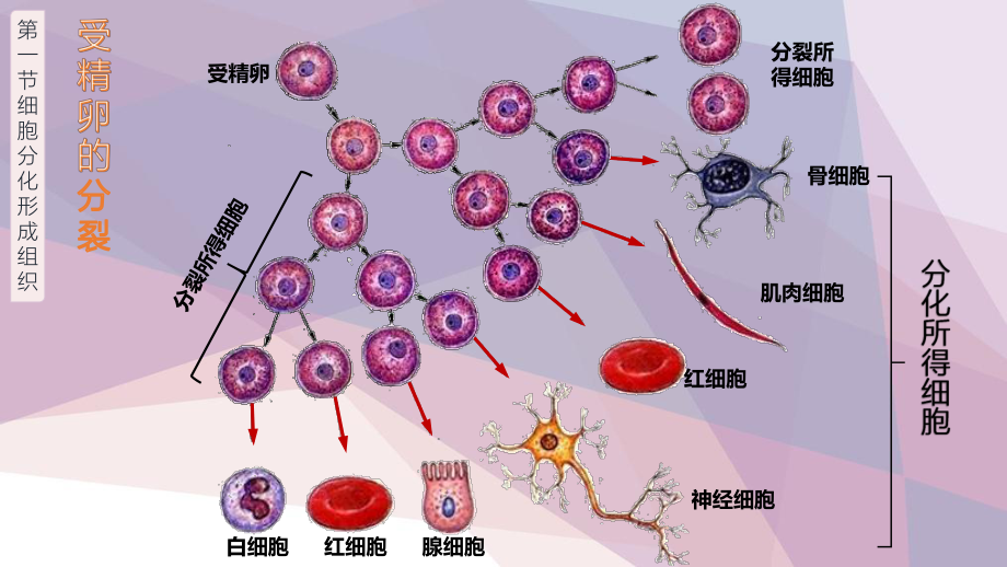 北师大版生物七年级上册-4.1细胞分化形成组织课件(共20张PPT).ppt_第2页