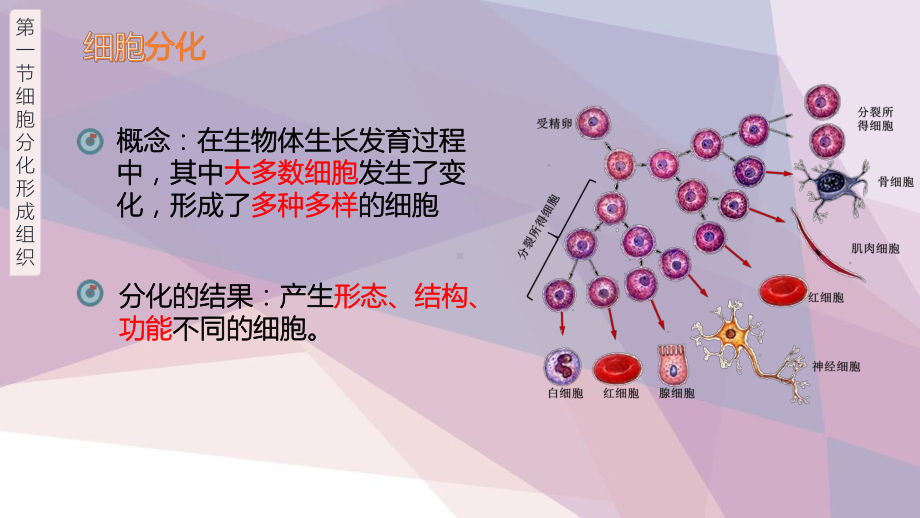 北师大版生物七年级上册-4.1细胞分化形成组织课件(共20张PPT).ppt_第3页