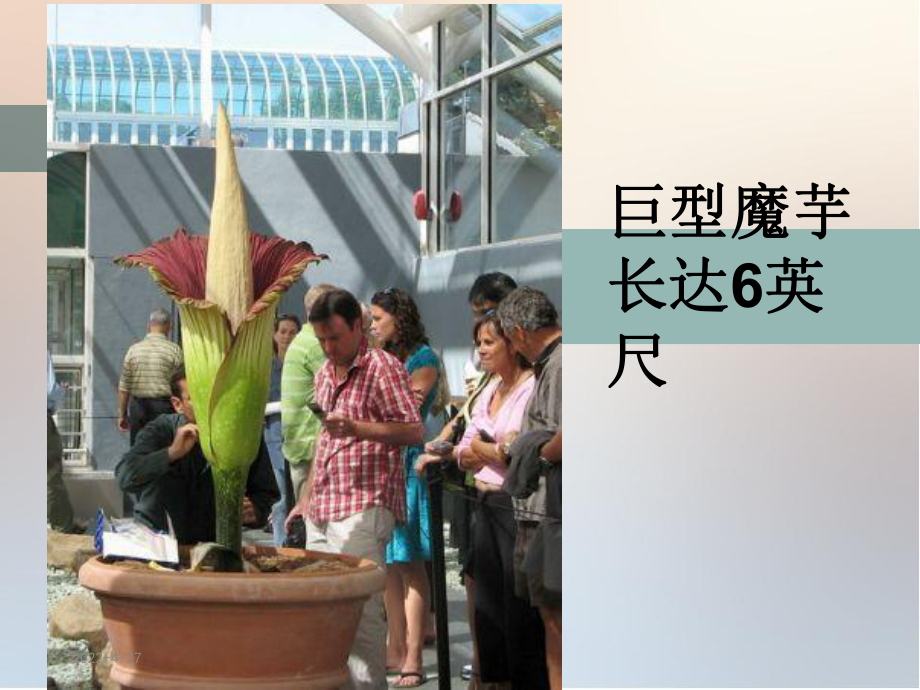 《奇异的植物世界》课件(4)课件.ppt_第3页