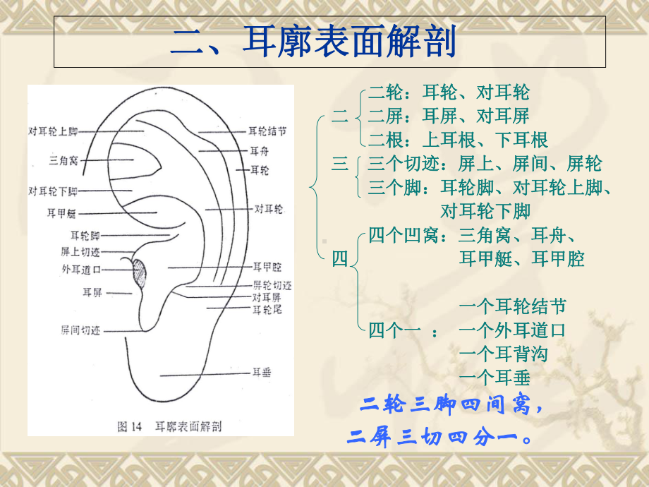 医学耳穴讲解专业知识宣讲PPT培训课件.ppt_第3页