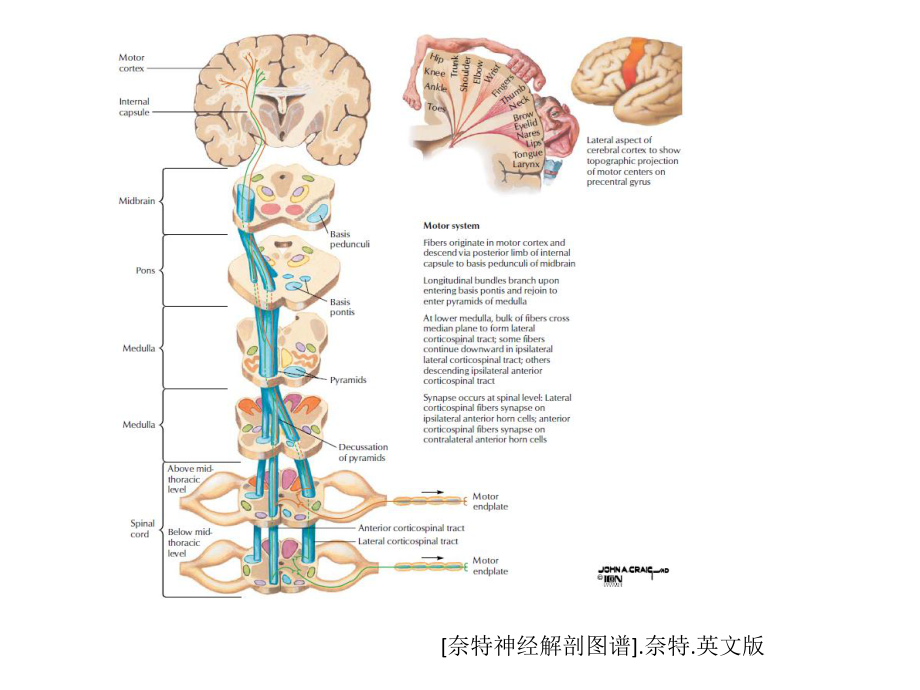 医学上运动神经元性瘫痪ppt培训课件.ppt_第3页