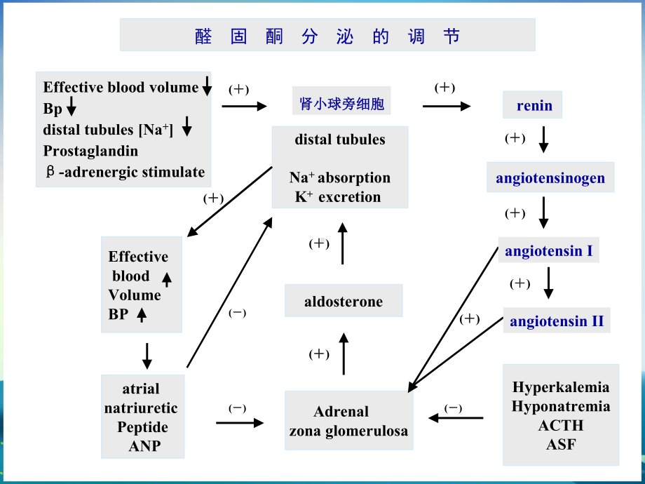 原发性醛固酮增多症课件.ppt_第2页