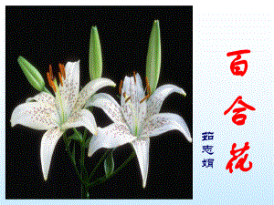 《百合花》ppt教学课件.ppt.ppt