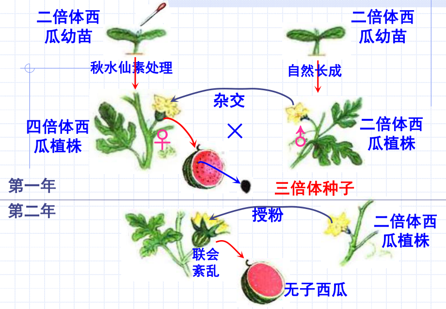 人教版必修2课件《人类遗传病》.ppt_第2页