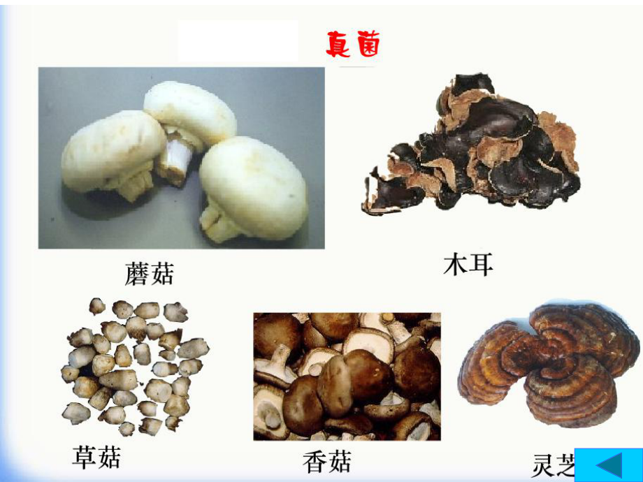 八年级生物-细菌和真菌的分布-PPT课件-(1).ppt_第3页