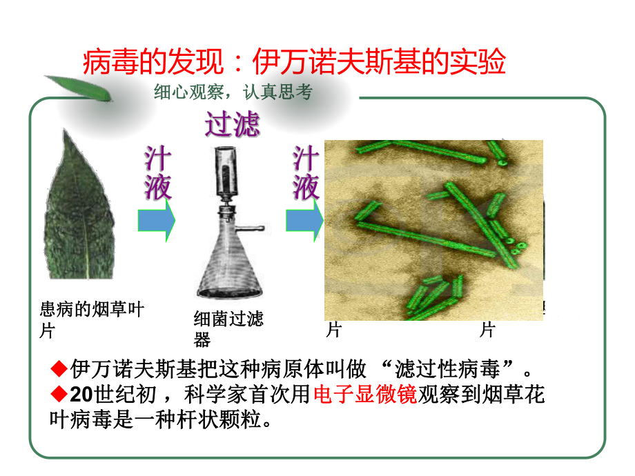 人教版生物八年级上课件第五章-病毒.ppt_第2页