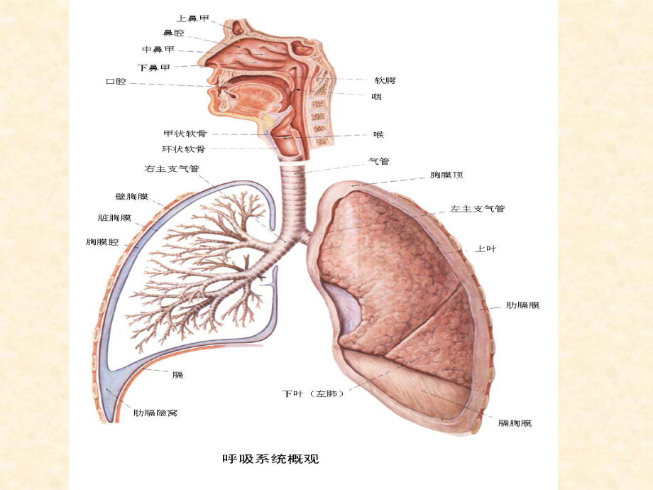 呼吸系统的结构与功能PPT课件.ppt_第3页
