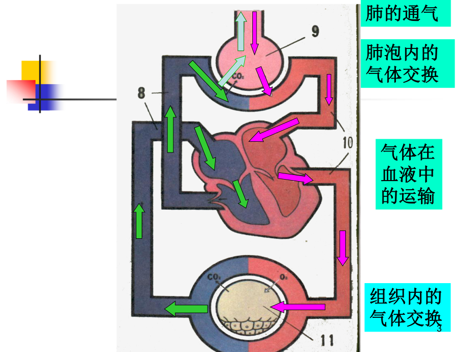 呼吸的过程-ppt课件.ppt_第3页