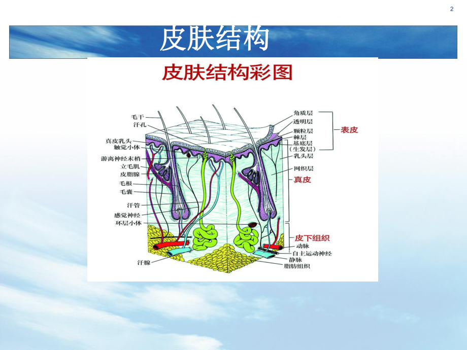 伤口评估及处理ppt课件.ppt_第2页