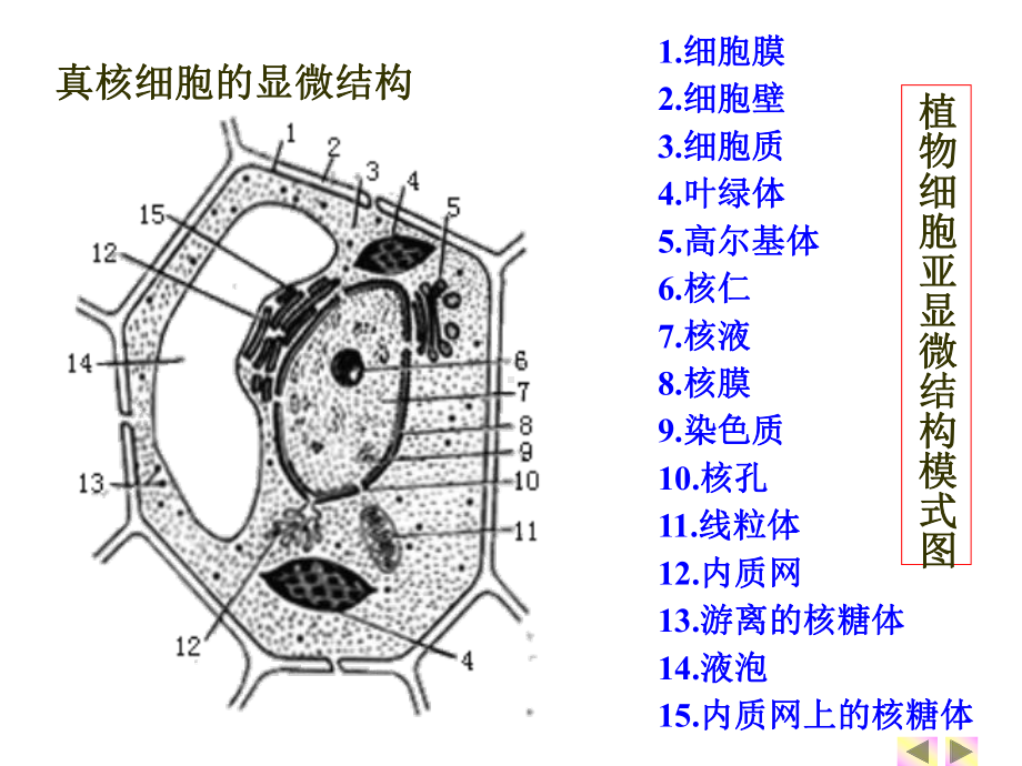 一轮复习细胞器-PPT课件.ppt_第2页