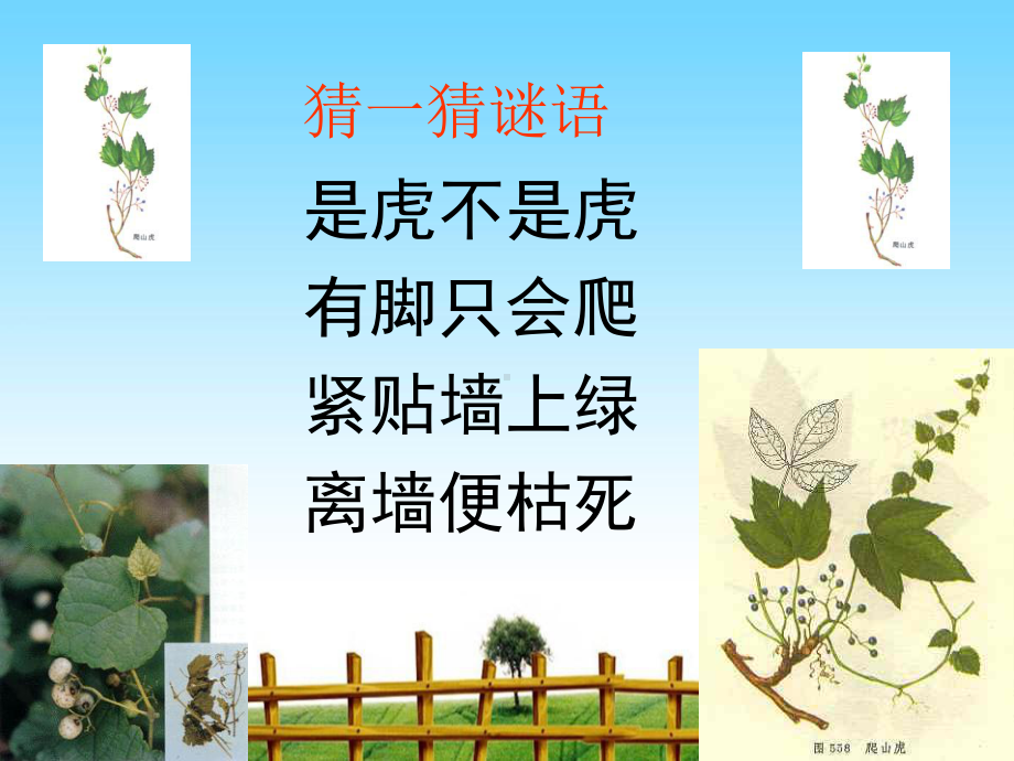 《爬山虎的脚》-完整版PPT课件.ppt_第1页