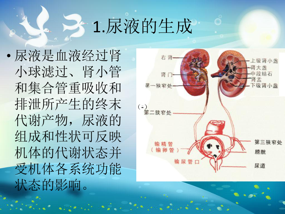 尿液分析课件课件.ppt_第2页