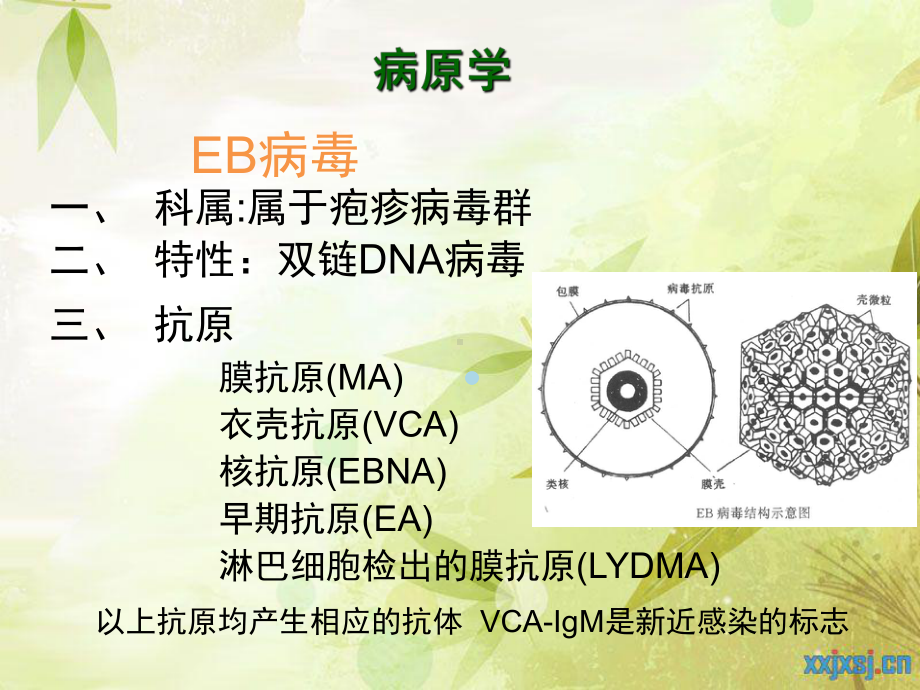 传染性单核细胞增多症.课件.ppt_第3页